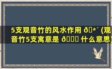 5支观音竹的风水作用 🪴 (观音竹5支寓意是 🐝 什么意思)
